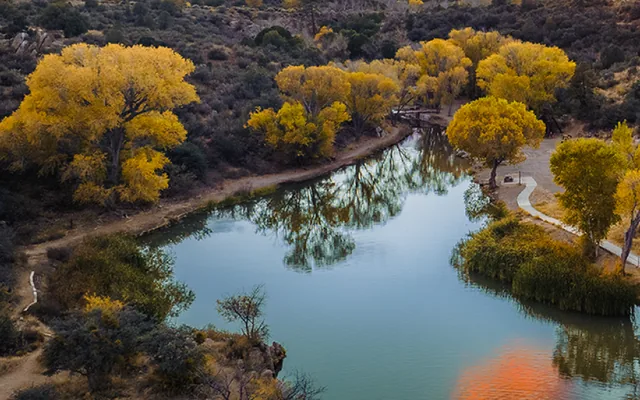 Cottonwoods along Lynx Creek, Prescott Valley, Arizona